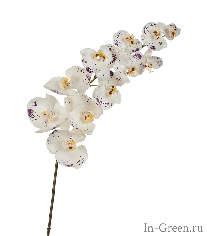 Орхидея Фаленопсис  (sensitive botanic) белая с фиолетовыми крапинками | 100 см