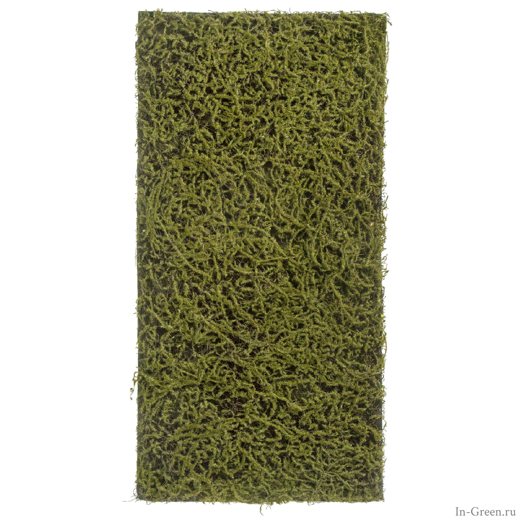 Мох Сфагнум Fuscum оливково-зелёный | 100х50 см