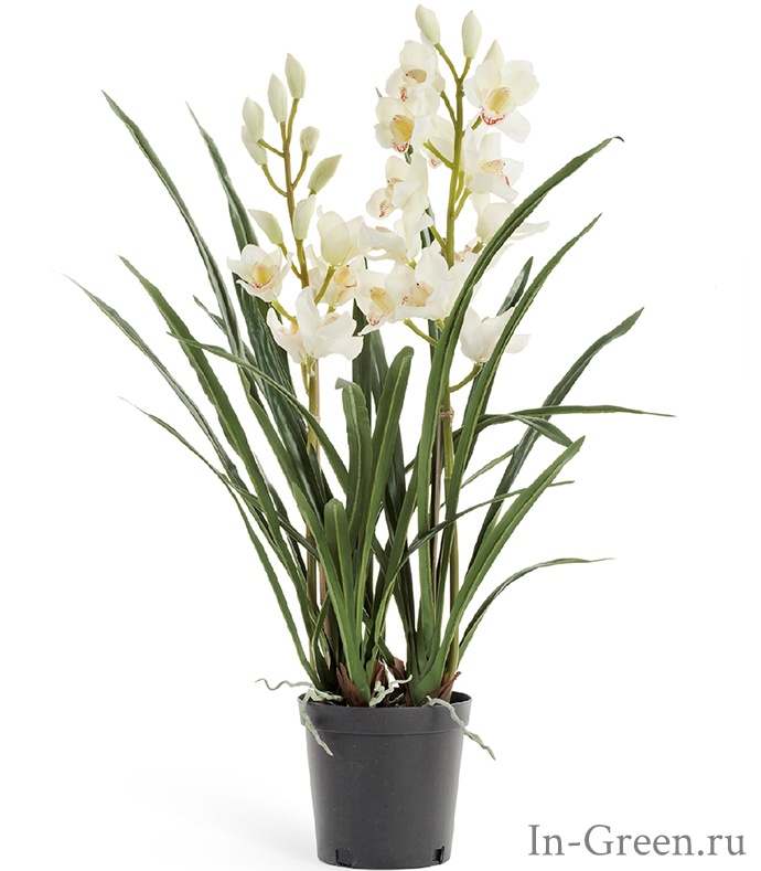 Орхидея Цимбидиум белая 2 ветки | 100 см