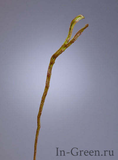 Салекса ветвь зелёно-коричневая (2 уса) | 70 см