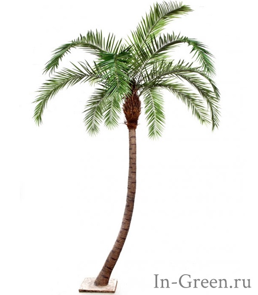 Пальма Финиковая Гигантская изогнутая, от 300 до 390 см
