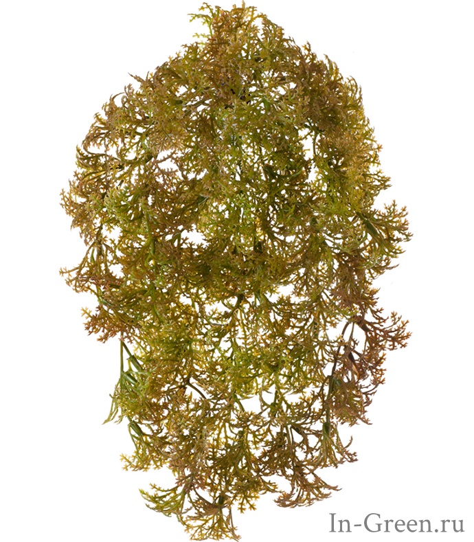 Мох Рясковый Ватер-Грасс коричнево-зелёный | 20 см