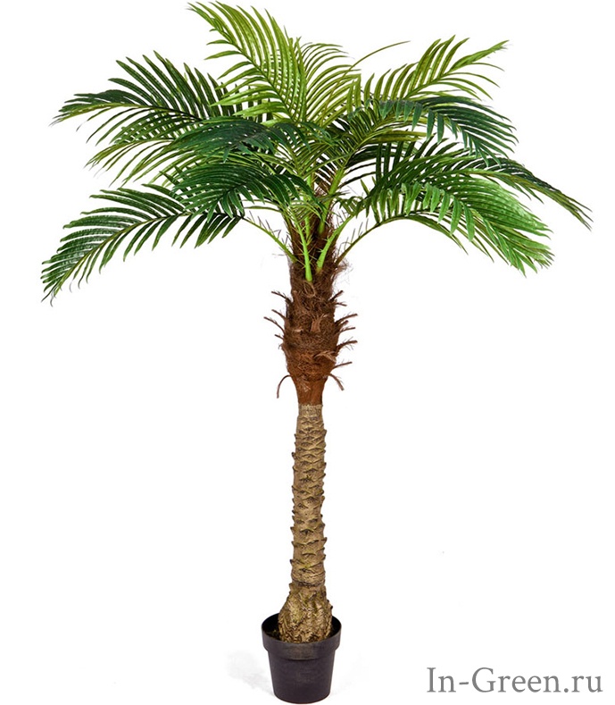 Пальма Финиковая (sensitive botanic), от 160 до 190 см