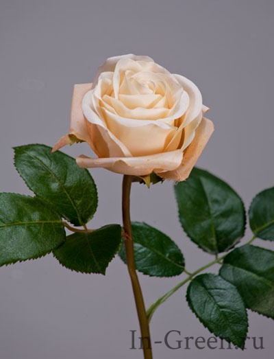 Роза Флоринбунда кремовая | 34 см