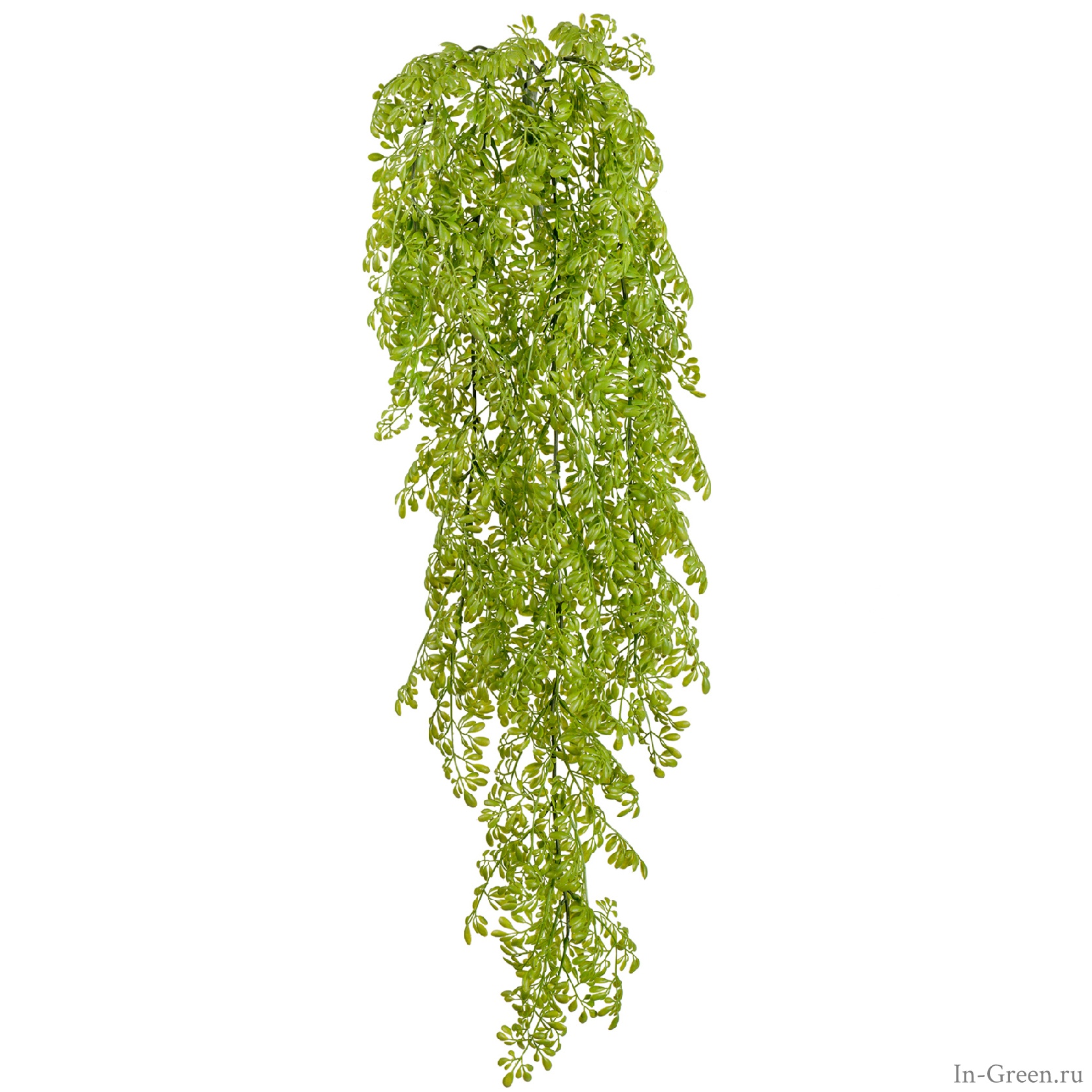 Рута Гравеоленс светло-зелёная куст ампельный | 65 см