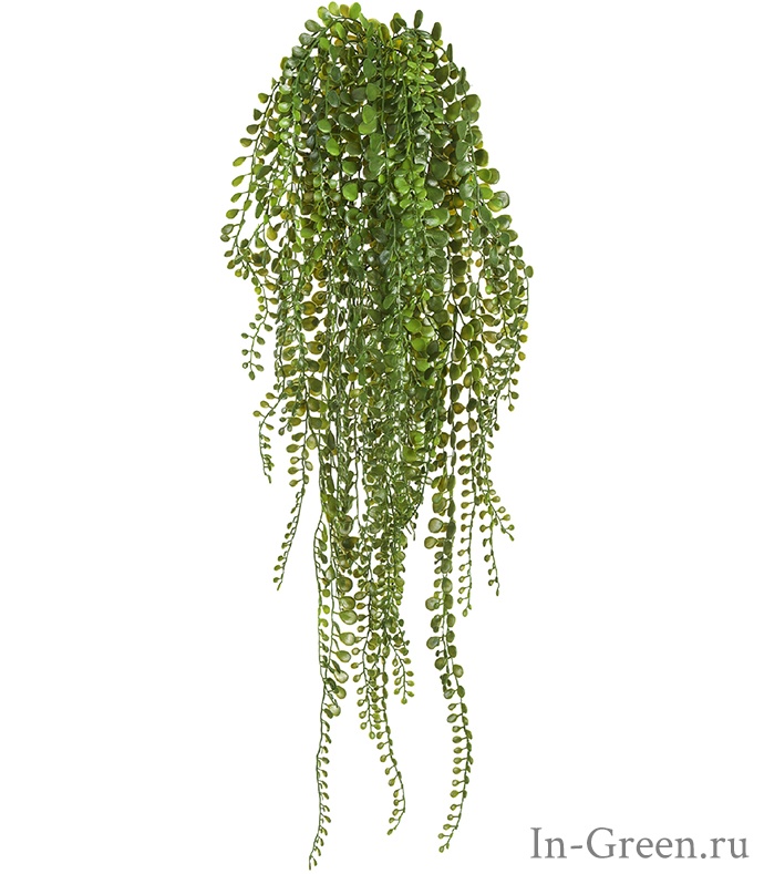 Пилея Глаукофилла зеленая  ампельная - куст | 70 см