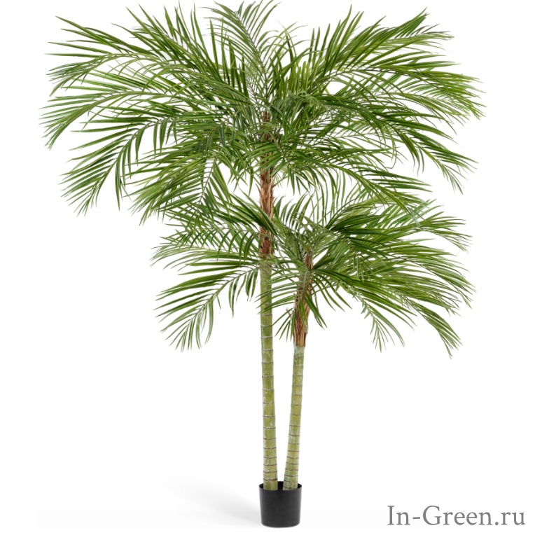 Пальма Арека двухствольная (sensitive botanic) | 230 см