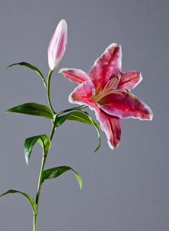 Лилия Стар Гейзер тёмно-розовая с белым | 97 см