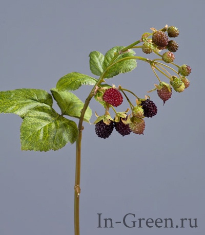 Ежевика ветвь  с ягодами | 33 см