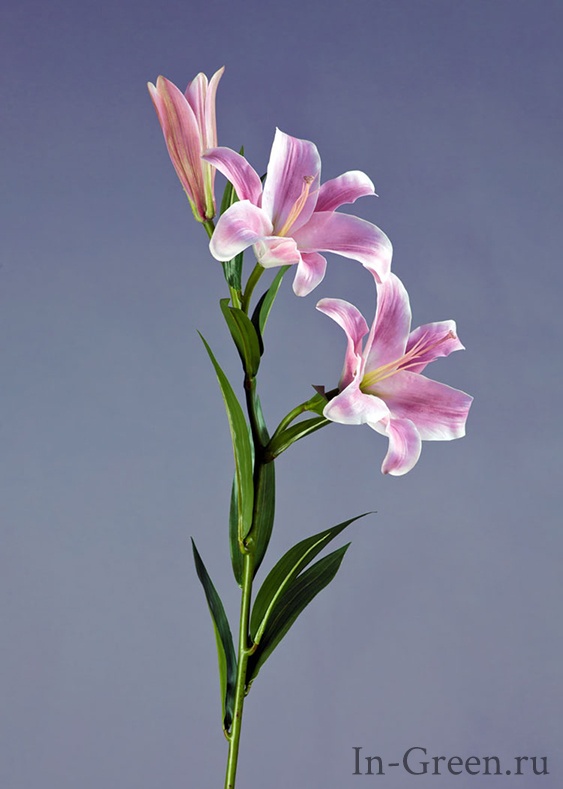  Лилия  Донателло ветвь нежно-розовая | 88 см