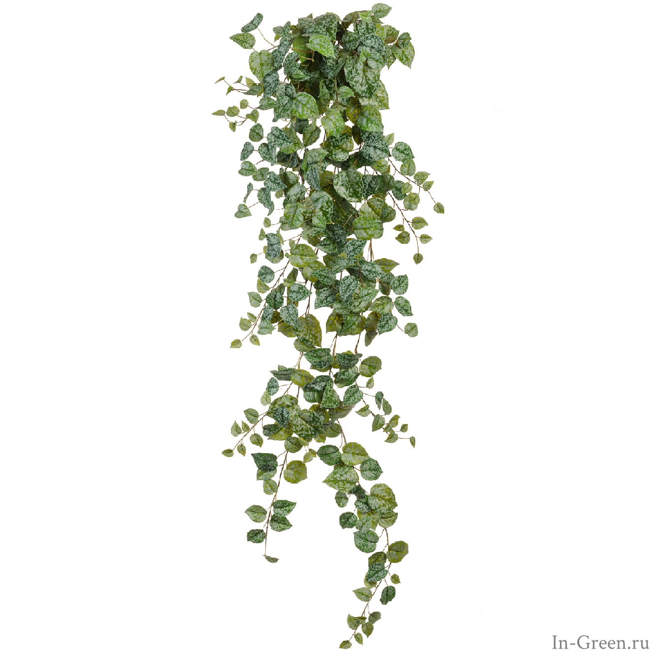 Сциндапсус Пиксус серебристо-зелёный (sensitive botanic), от 60 до 170 см