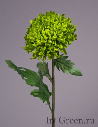 Хризантема Шамрок зелёная | 49 см