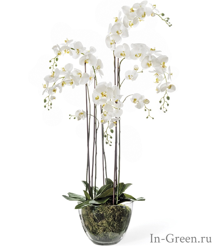 Орхидея Фаленопсис (sensitive botanic) белая в стеклянной вазе | 150 см