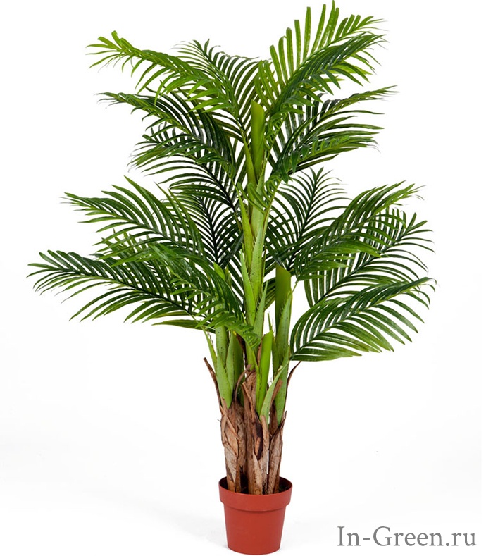 Пальма Арека Катеху (sensitive botanic) | 140 см