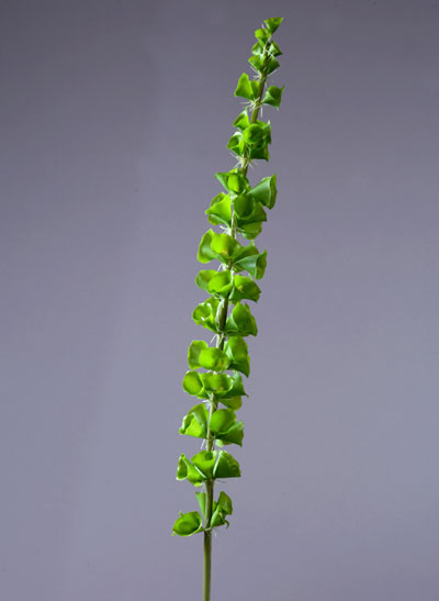 Молюцелла зелёная (ирландский колокольчик) | 82 см