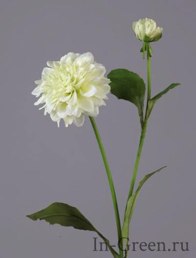 Георгин  бело-зелёный | 48 см